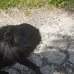 Zdjęcie przedstawia bezdomnego czarnego psa
