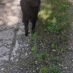 Zdjęcie przedstawia bezdomnego czarnego psa